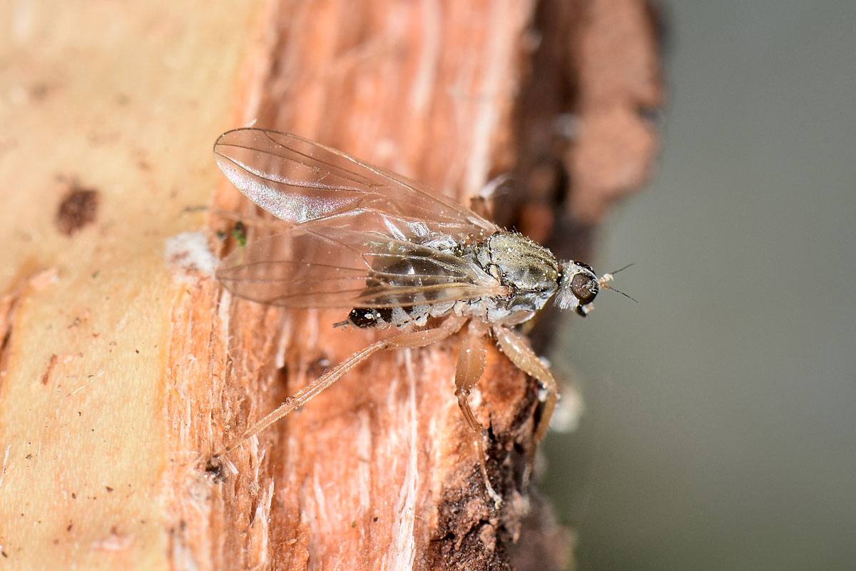 Hybotidae: Platypalpus sp?